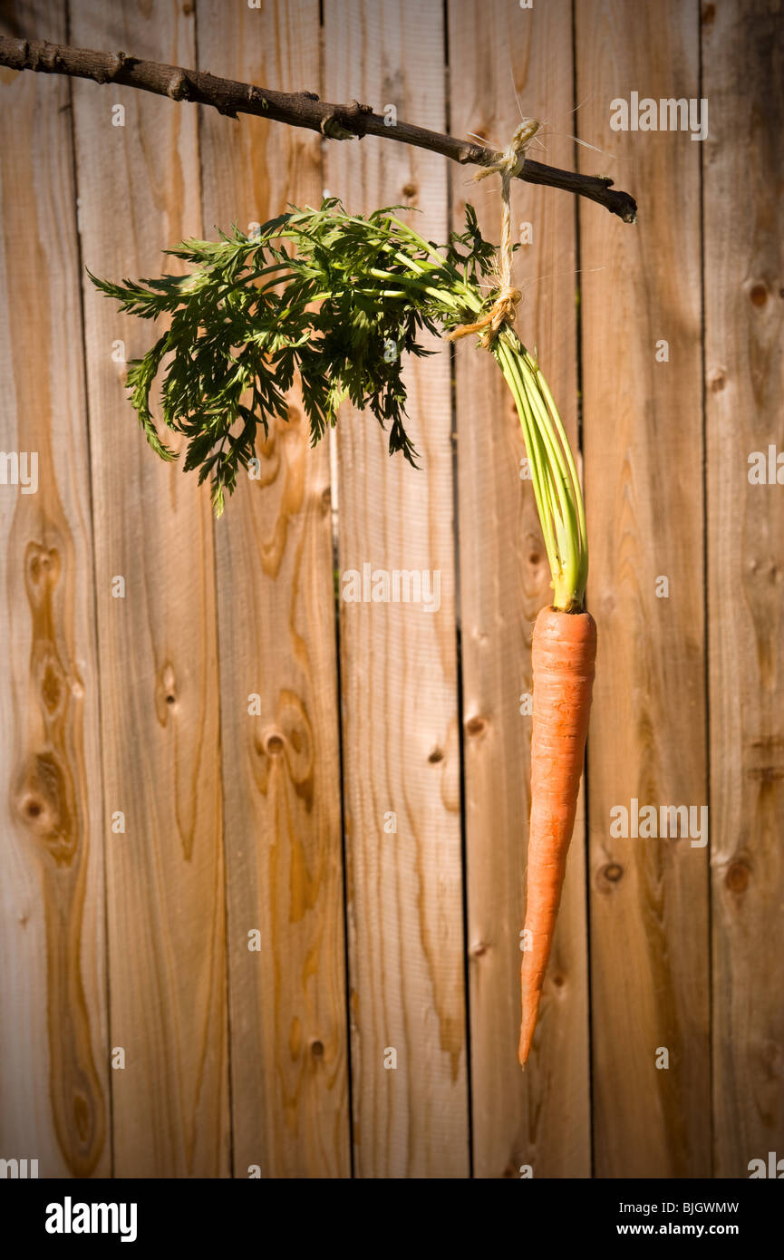 Una zanahoria colgando de un palo. Foto de stock