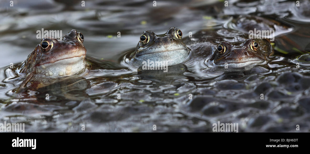 Tres ranas y Frogspawn Frogs.Common.Launceston, Cornwall, Reino Unido. Foto de stock