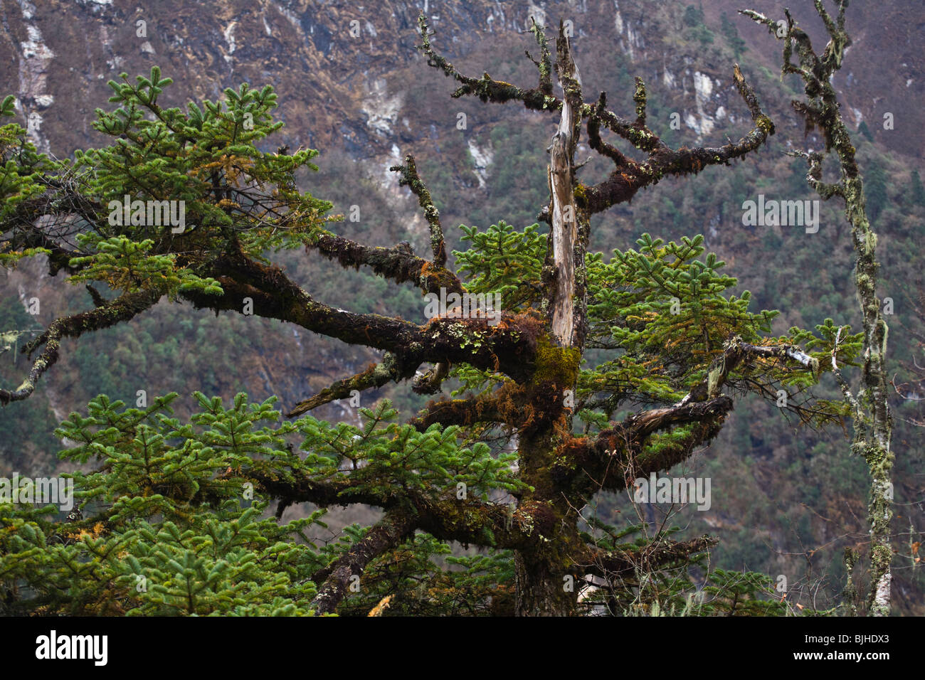 Un pino en un bosque en la salud alrededor del Manaslu Trek - REGIÓN NUPRI, NEPAL Foto de stock