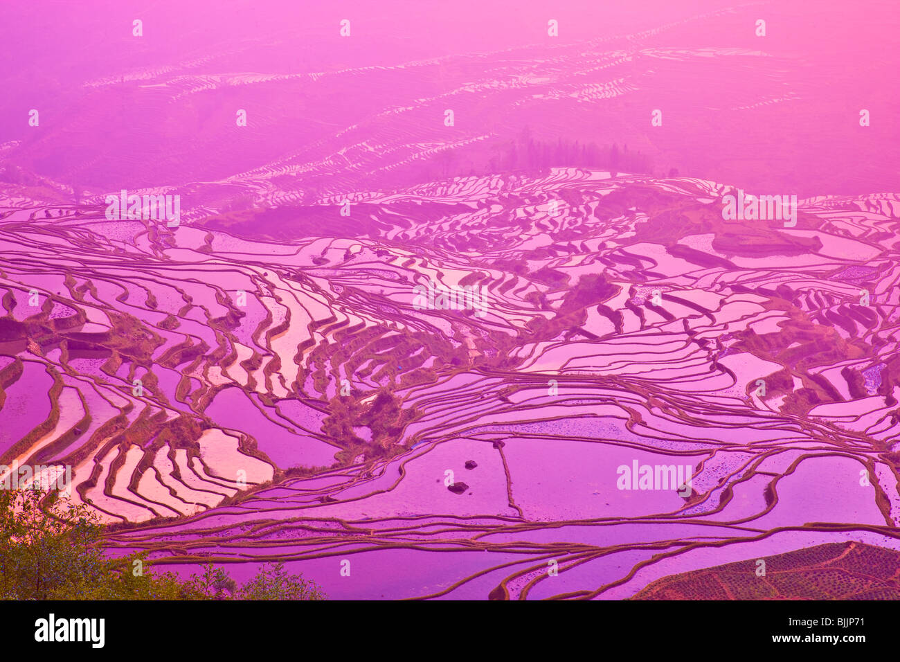 Yuan Yang terrazas de arroz, República Popular de China, en la provincia de Yunnan, cerca de la frontera vietnamita, la UNESCO Patrimonio Wold Foto de stock