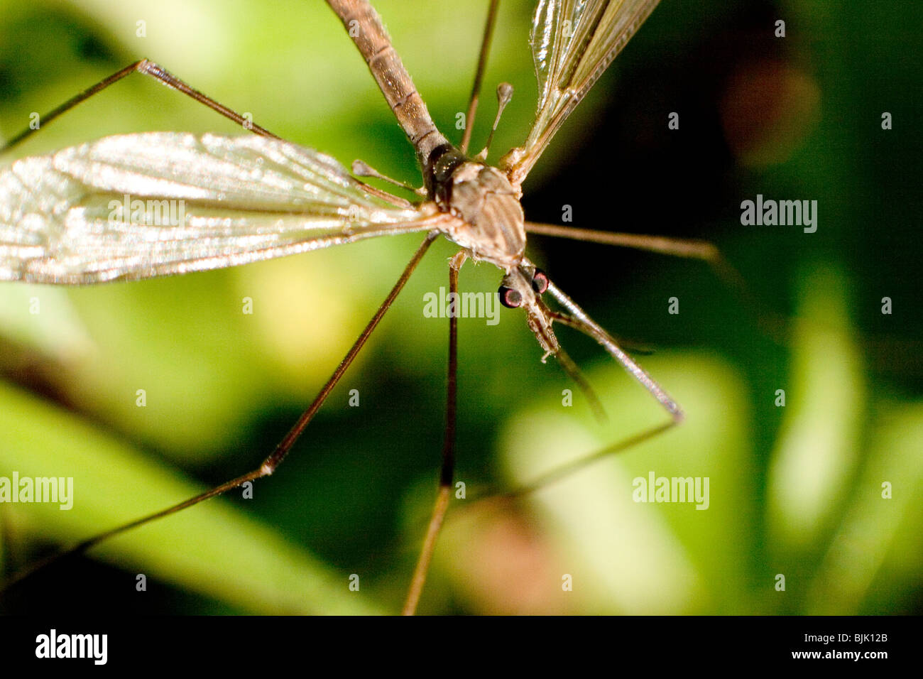 Insectos Gallinipper Diptera Foto de stock