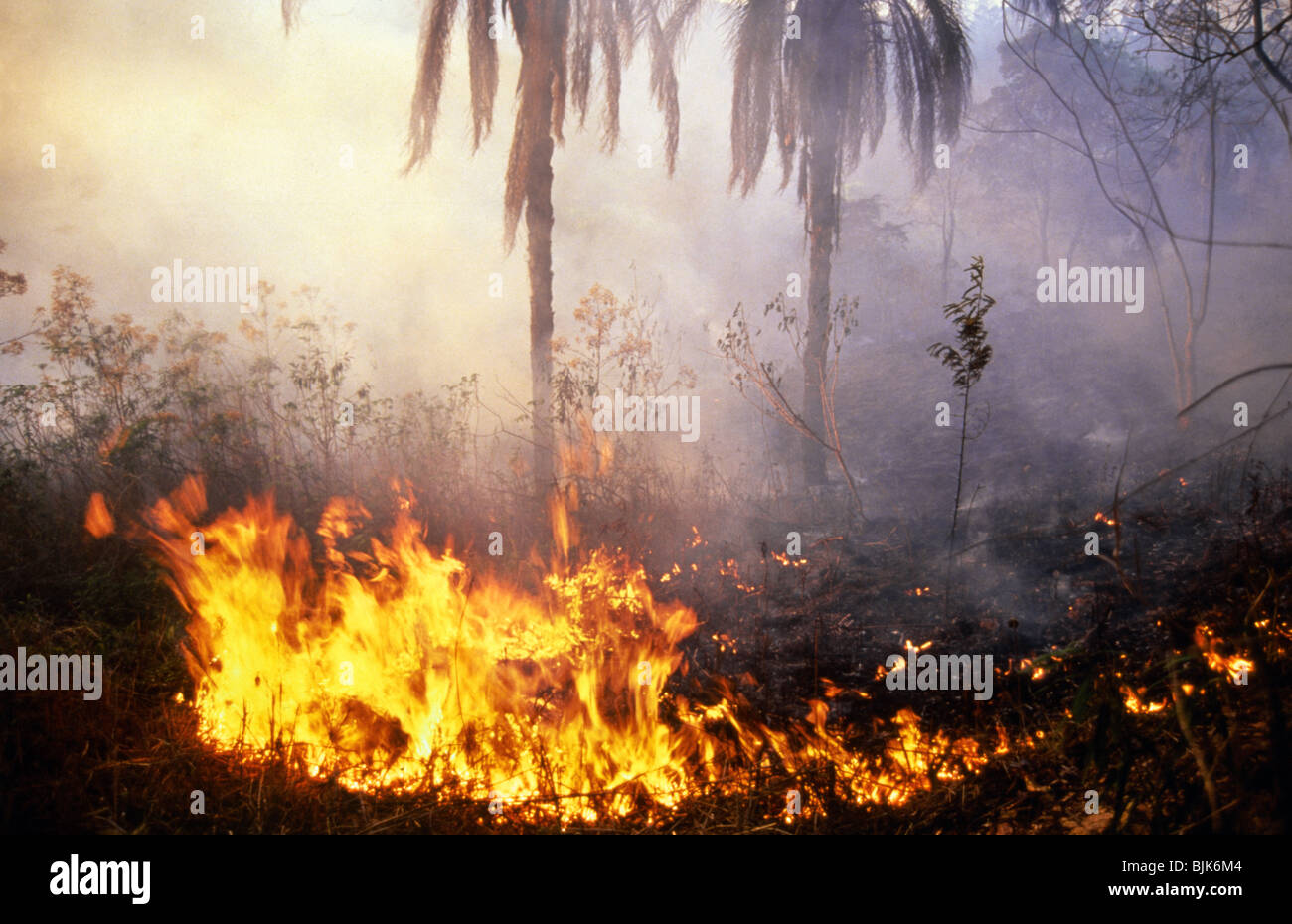 Amazon rainforest on fire fotografías e imágenes de alta resolución - Alamy