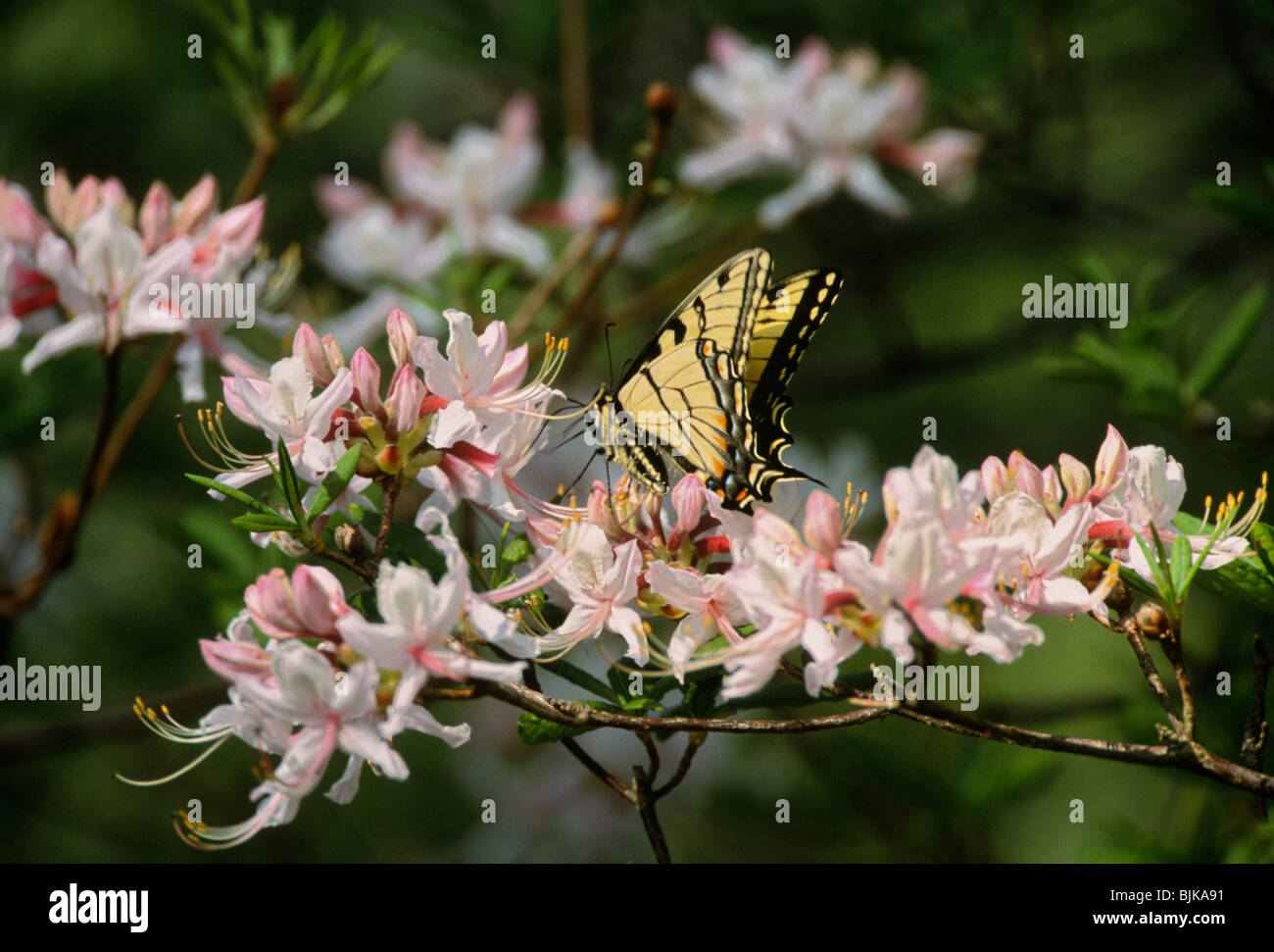 Una especie de mariposa Tigre sorbos el néctar de una azalea en  Hendersonville, Carolina del Norte Fotografía de stock - Alamy