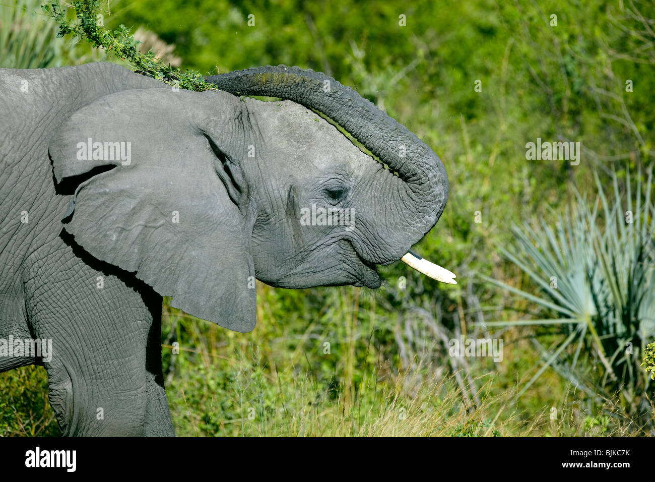 Elefante africano (Loxodonta africana), el delta del Okavango, Botswana, África Foto de stock