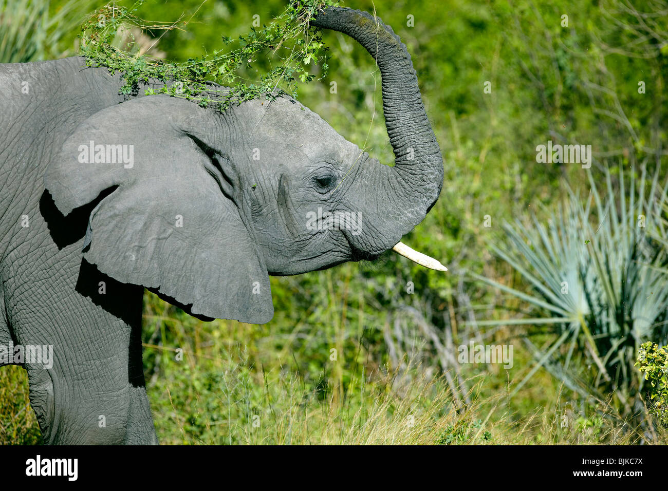 Elefante africano (Loxodonta africana), el delta del Okavango, Botswana, África Foto de stock
