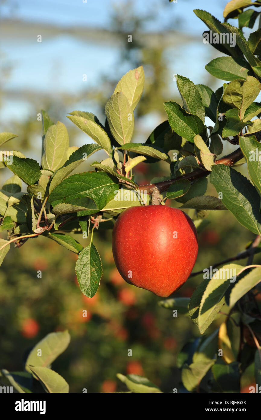 Las manzanas rojas maduras crecen en un árbol en un huerto Foto de stock