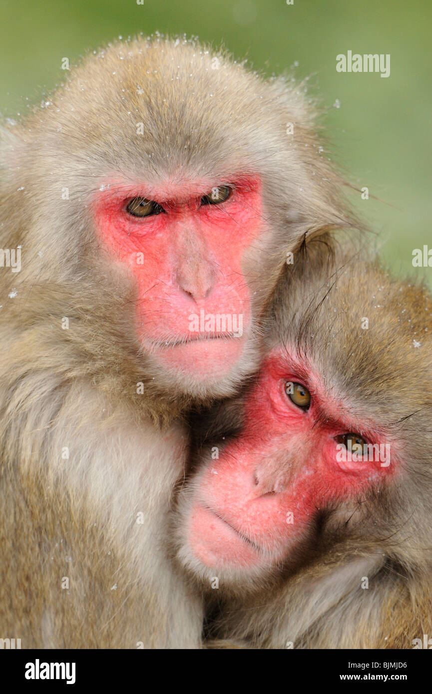 Los macacos japoneses (Macaca fuscata) en invierno Foto de stock