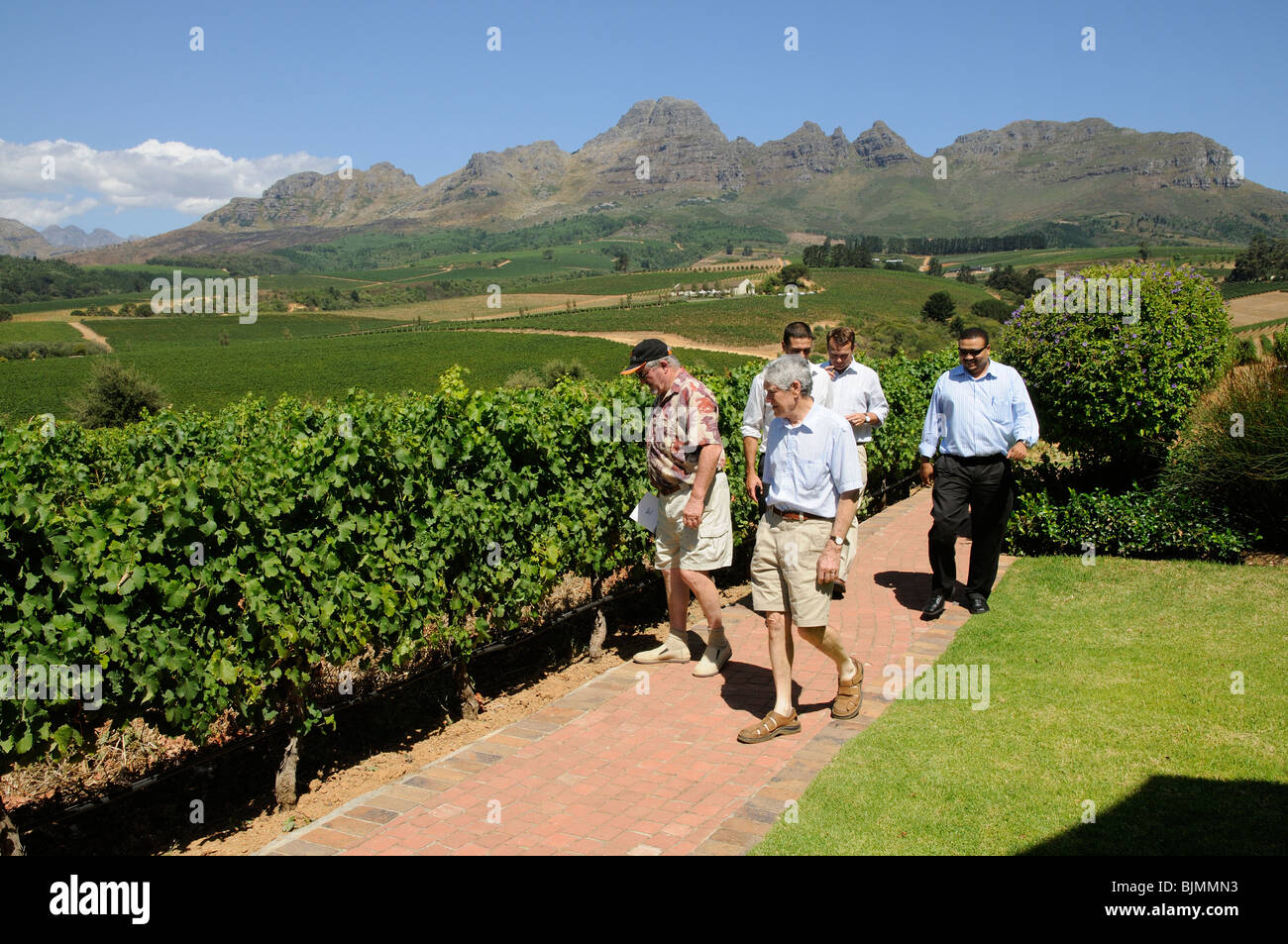 Visitantes recorriendo los viñedos de Guardian picos de la Ernie Els Wine Estate aquí en la Montañosa Helderberg ZA Foto de stock