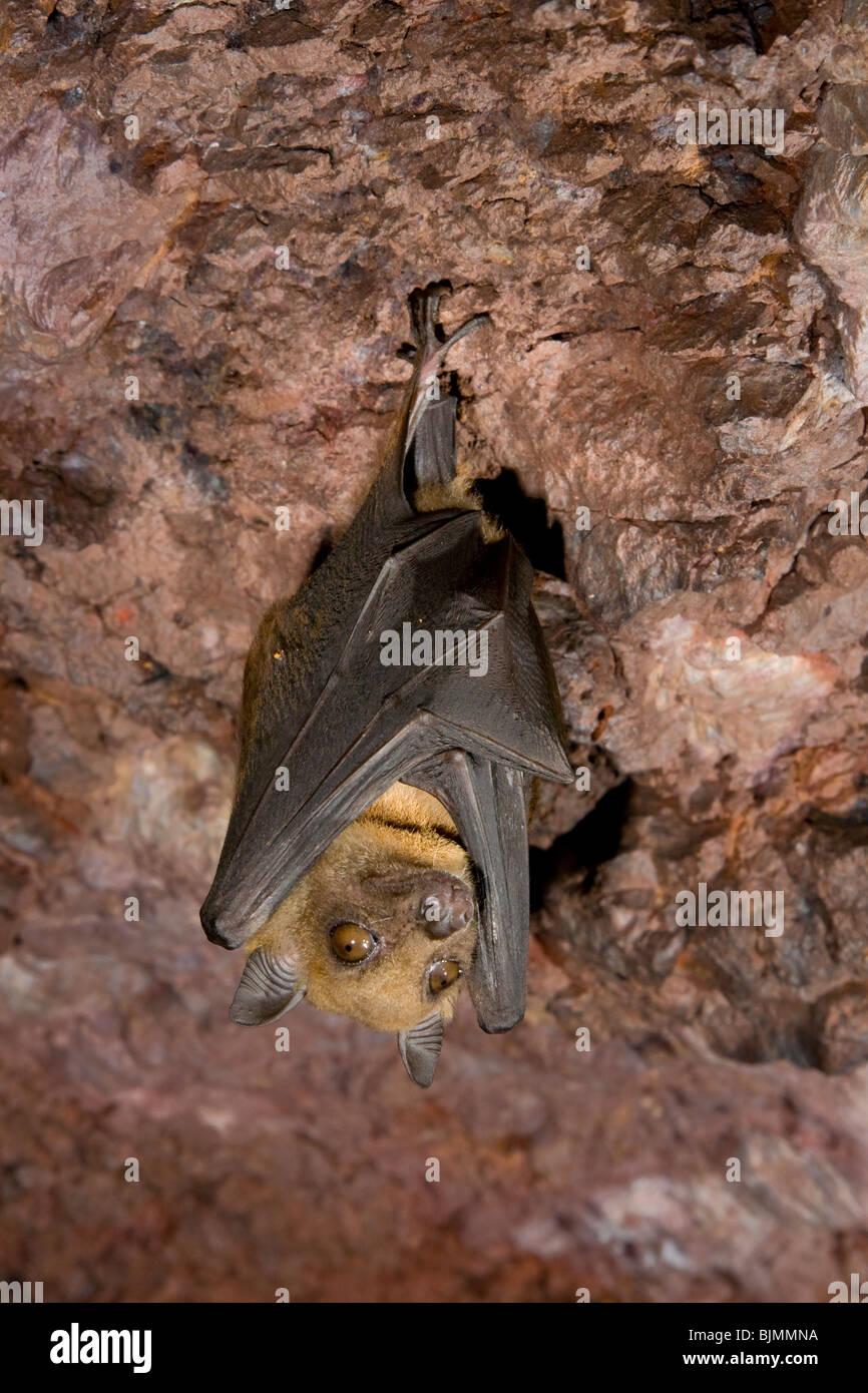 El murciélago de la fruta angoleño (Lissonycteris [Myonycteris] angolensis) en la cueva (Kenya). Foto de stock