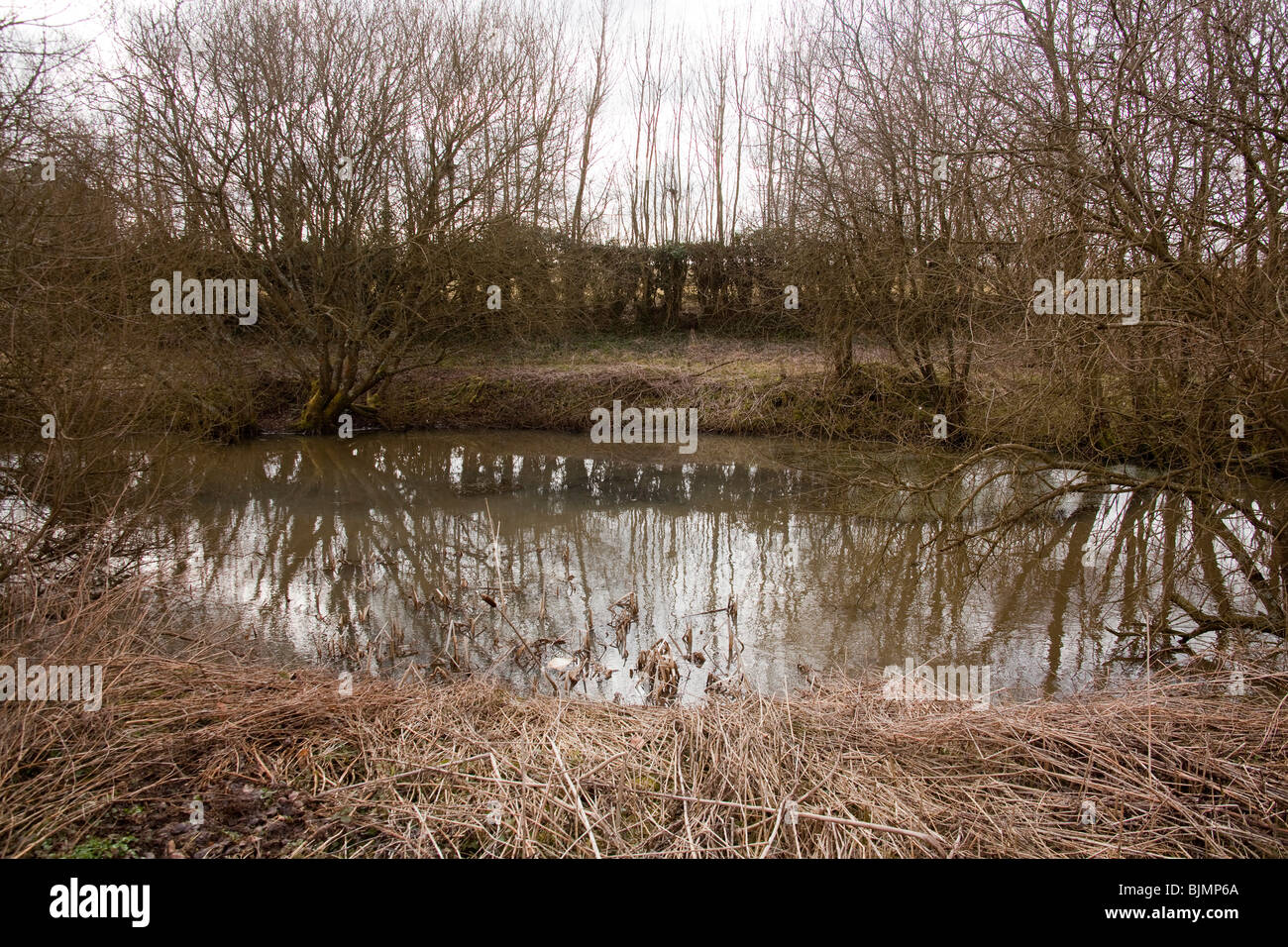 Finca Rural pond, Hattingley, Hampshire, Inglaterra. Foto de stock