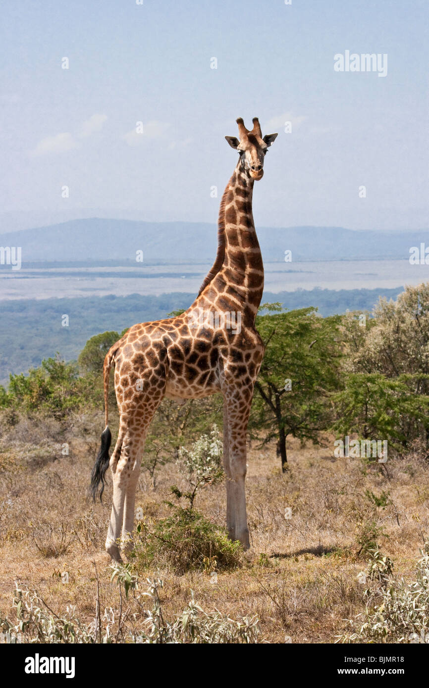 Jirafa reticulada (Giraffa camelopardalis reticulata), Parque Nacional Tsavo Este, Kenia. Foto de stock