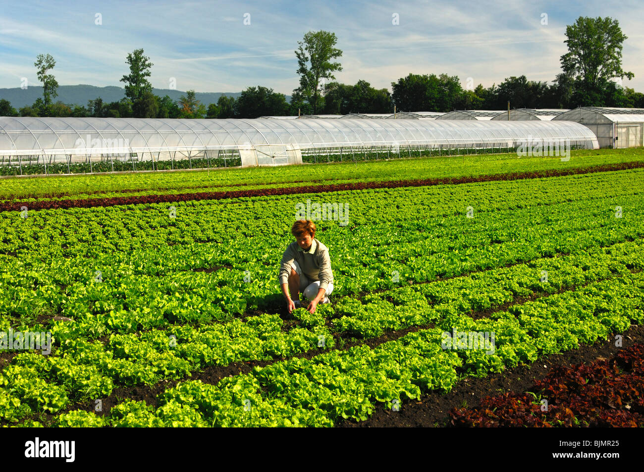 Labor de control en un campo de lechuga en el área de cultivo de hortalizas Grosses Moos, Región de Selandia, Suiza, Europa Foto de stock