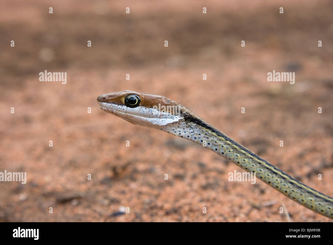 Una vid serpiente Thelotornis (sp), retrato. Foto de stock