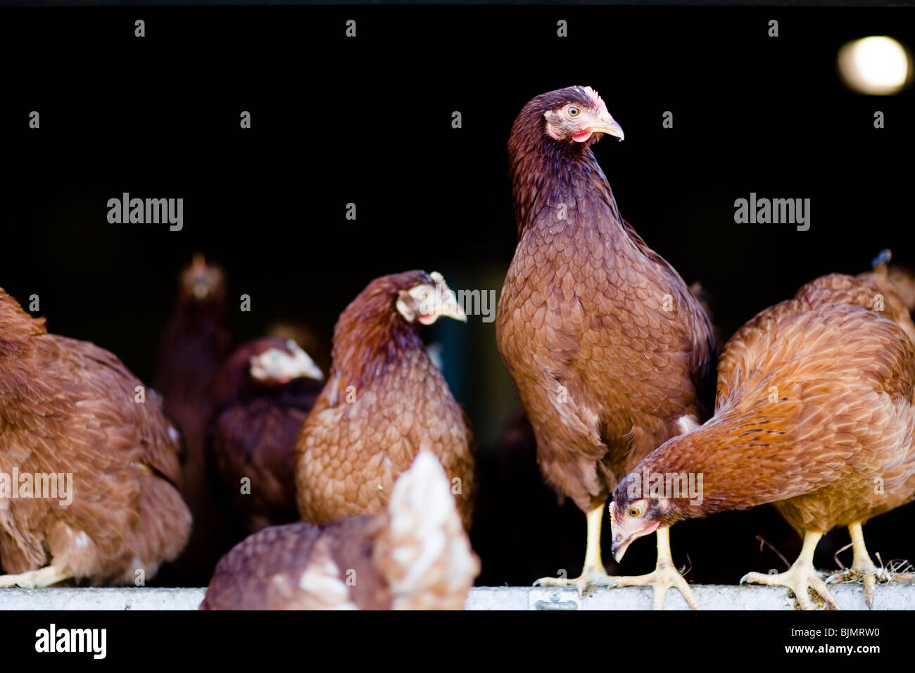 Los pollos de la itinerancia en chicken run Foto de stock