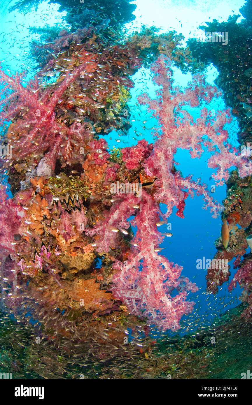 Los corales blandos, vista submarina Foto de stock