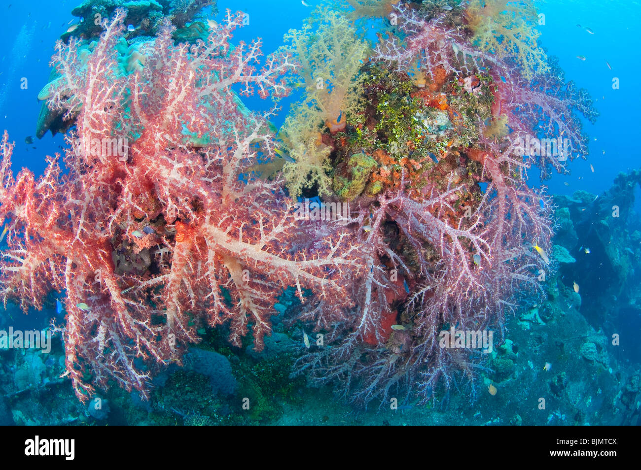 Los corales blandos, vista submarina Foto de stock