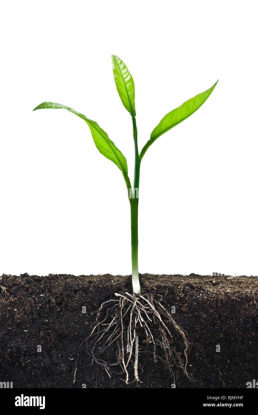Árbol pequeño con raíz en la tierra Foto de stock