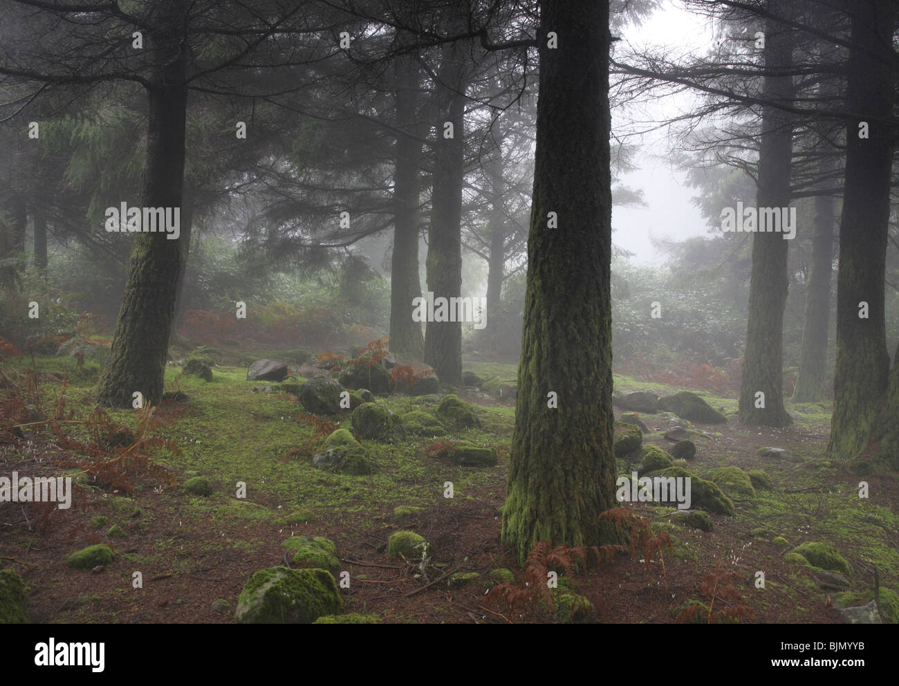 Oscuro bosque nebuloso, hogar del hobbit y ELF Foto de stock