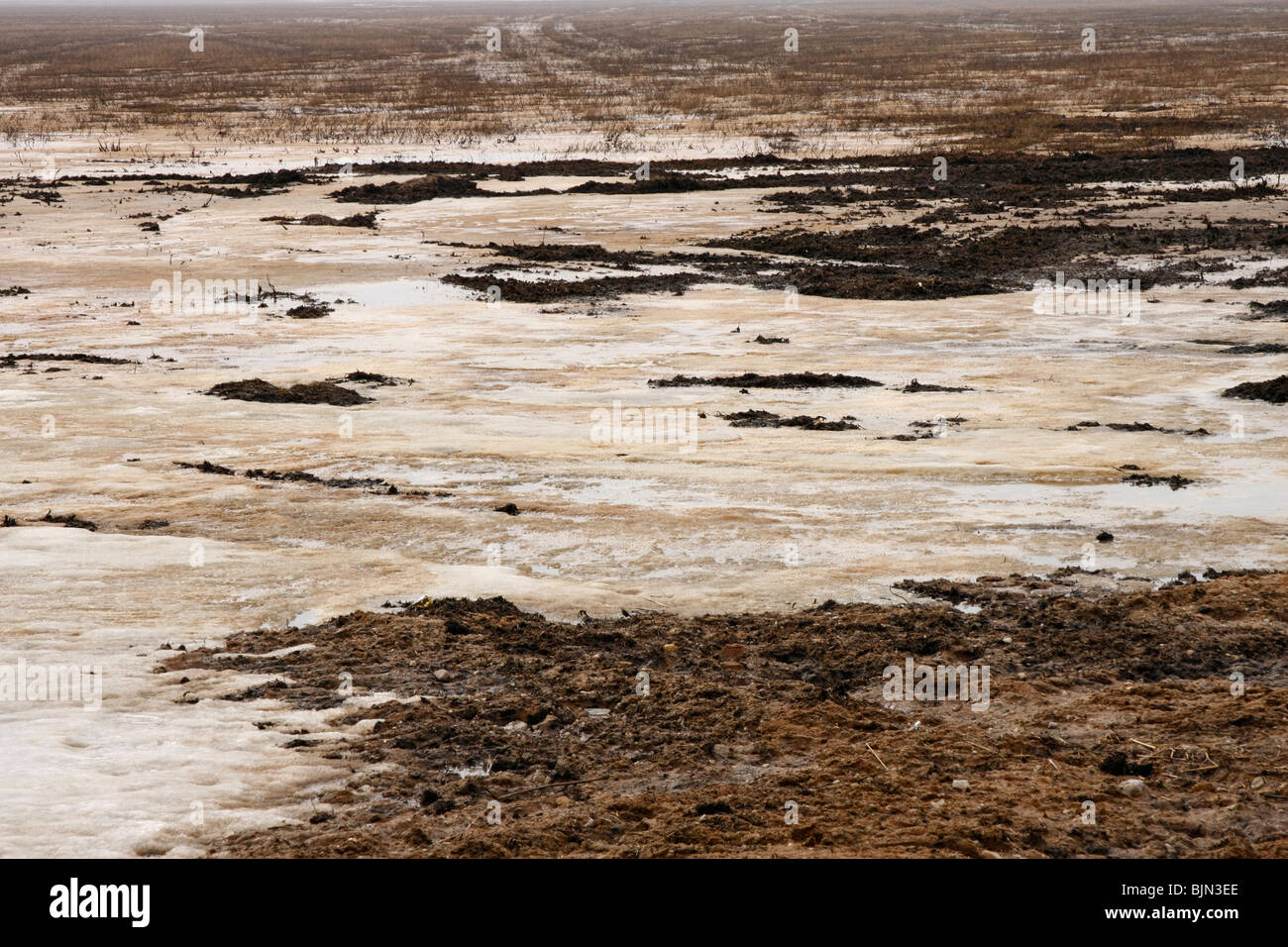 Congelados en los pantanos de Biebrza peatbog en Polonia, a comienzos de la primavera Foto de stock
