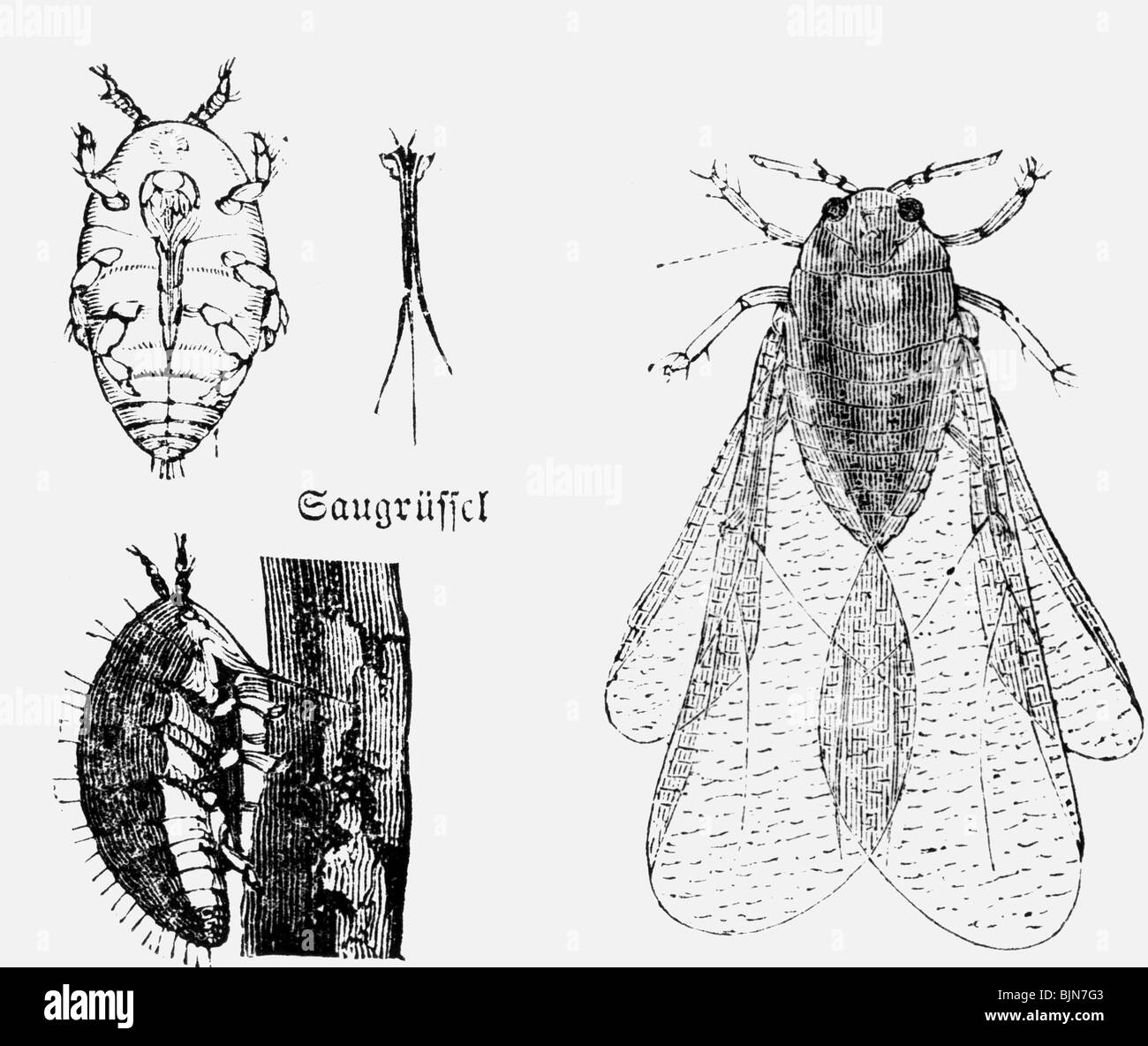 Pipda Insect Grape phylloxera fotografías e imágenes de alta resolución - Alamy