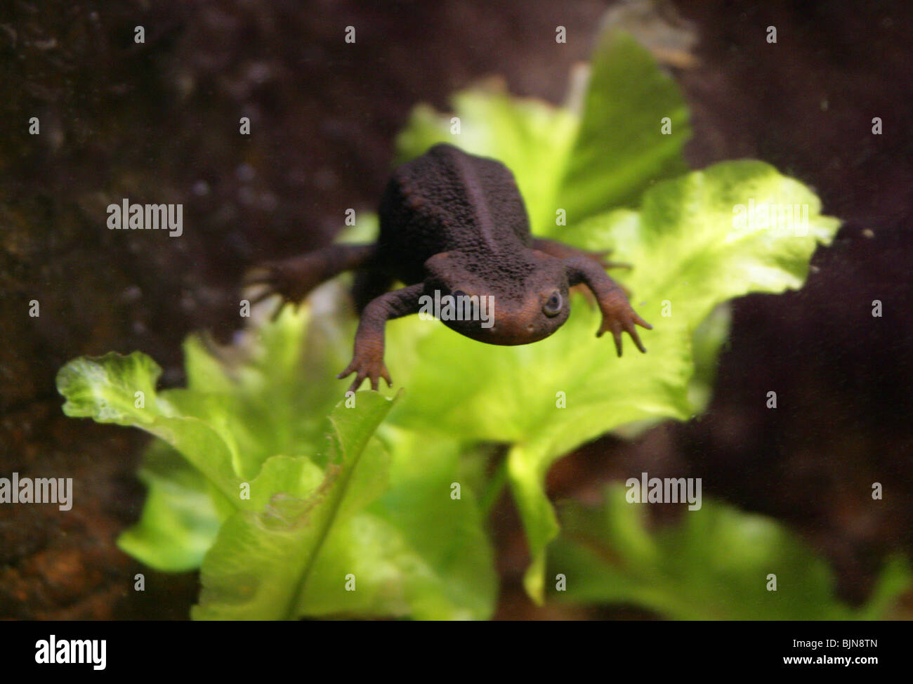Newt, Tylototriton verrucosus himalayo, Salamandridae, Himalaya, Asia. Aka asiática o el Tíbet o cocodrilo Salamandra salamandra. Foto de stock