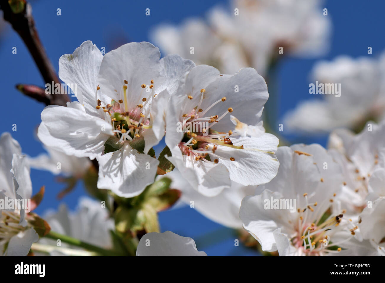 Los cerezos en flor en el Blossom Trail, condado de Fresno, California Foto de stock