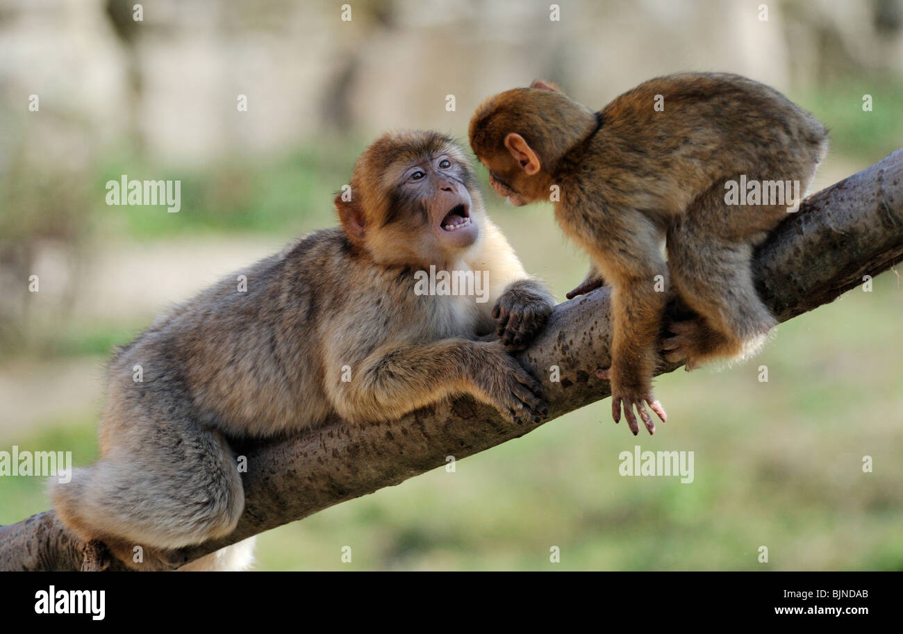 La madre y el bebé barbary ape Foto de stock