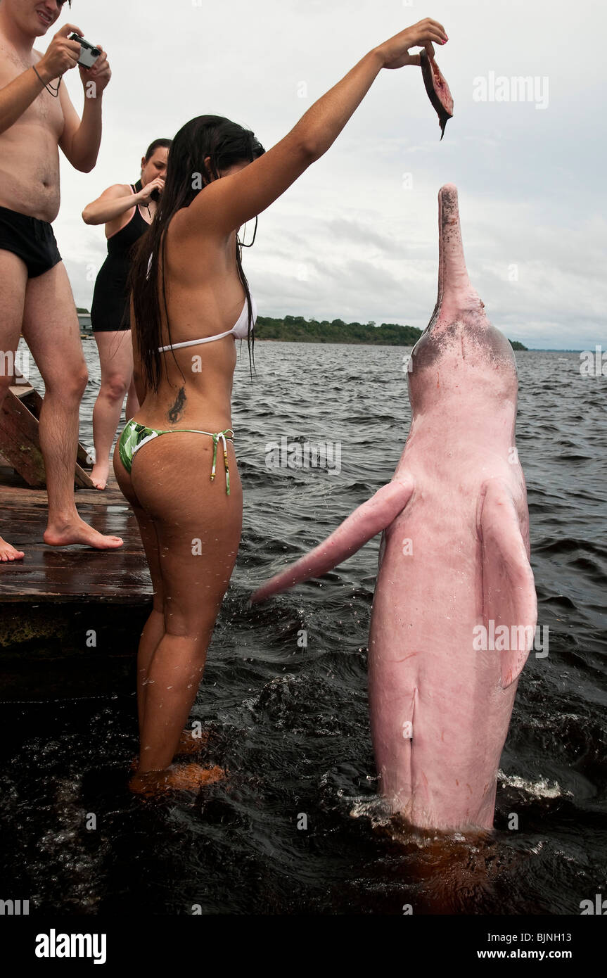 Ecoturismo en la selva amazónica. Los turistas alimentan el río Amazonas delfines rosados o delfines de río (Inia geoffrensis ) Foto de stock