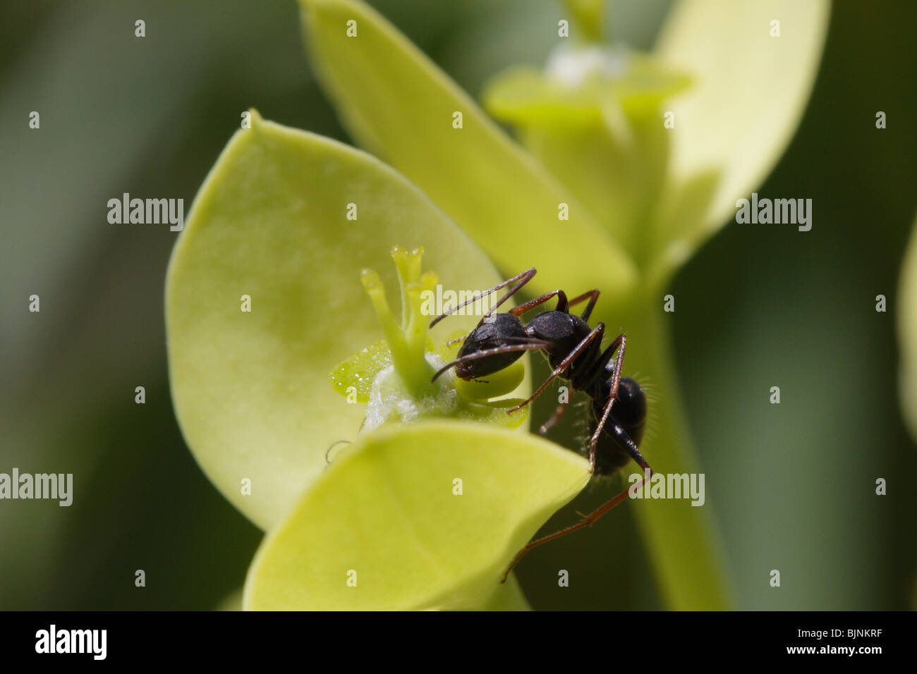 Ant euphorbia inflorescencia. Tomadas en La Gomera, Islas Canarias Foto de stock
