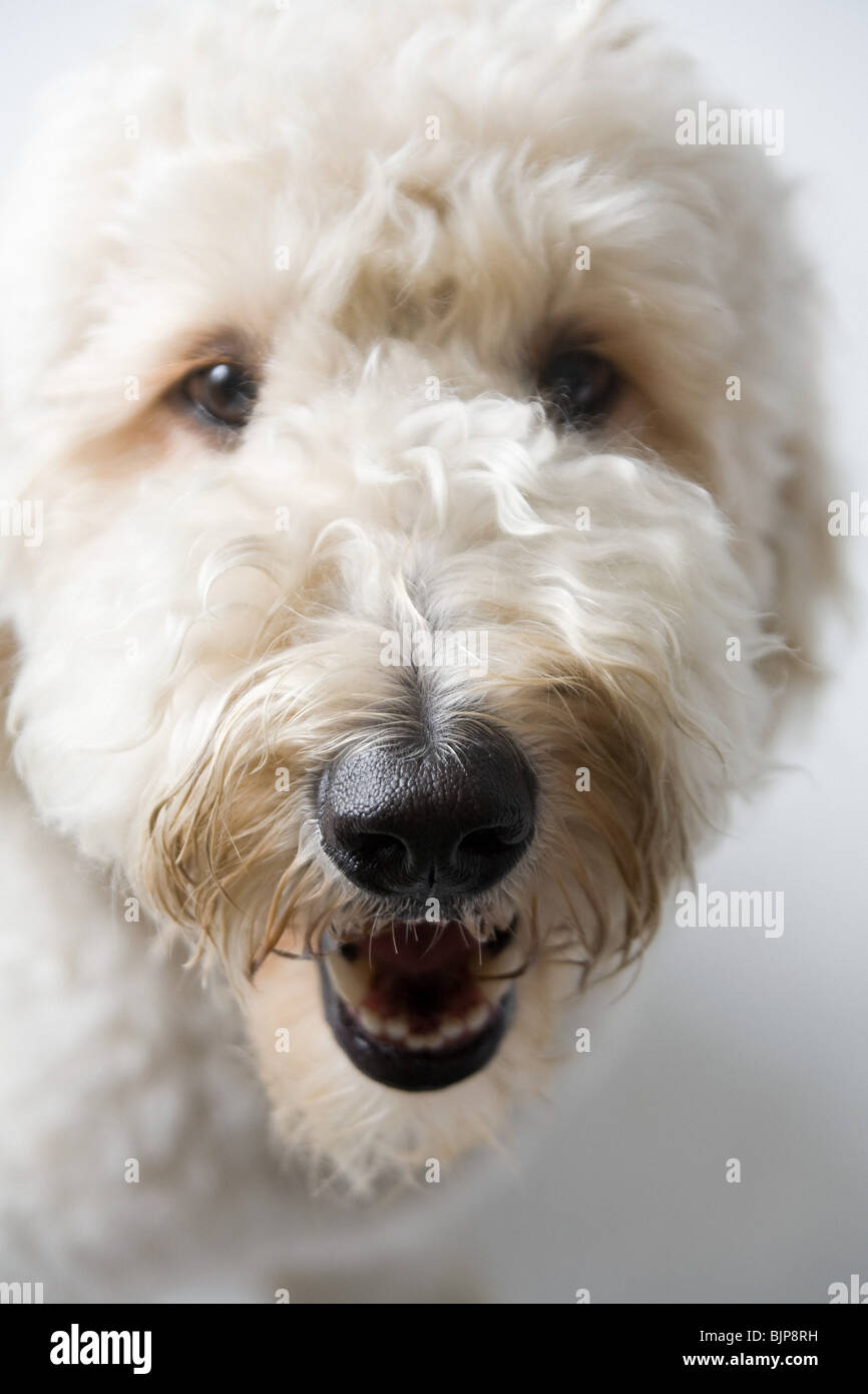 Perro blanco Foto de stock