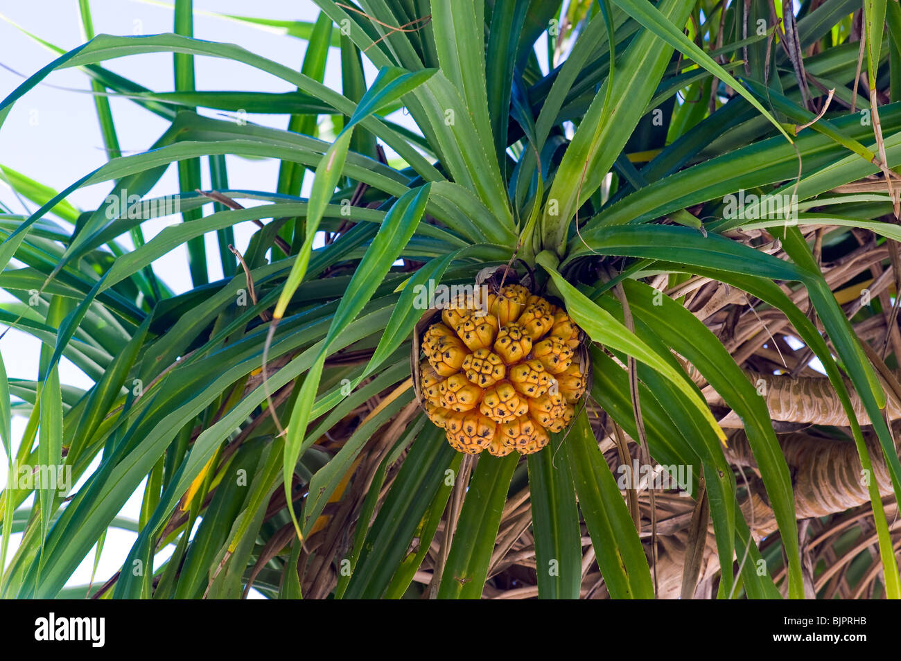 Screwpine Pandanus utilis pandanuss hojas de árbol de hoja treefruit