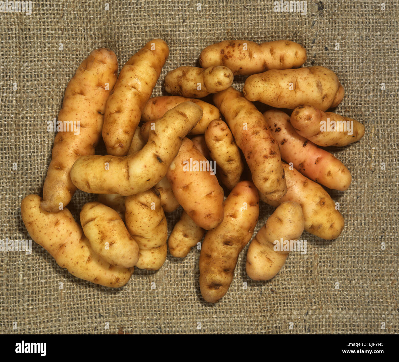 Los tubérculos de patata cosechada en arpillera variedad Anya Foto de stock