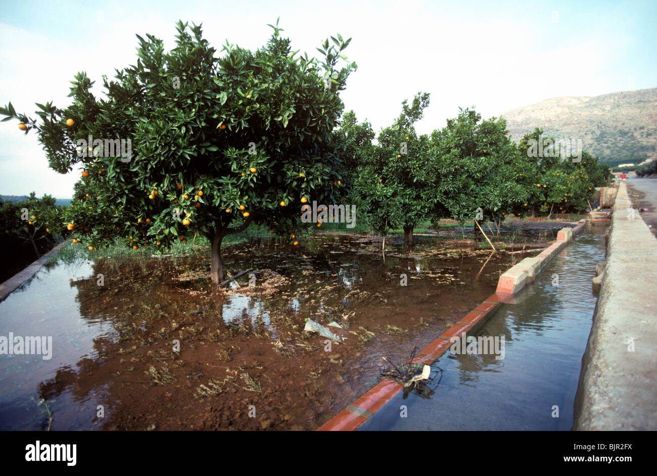 El riego por inundación de un huerto de clementine desborde de canales de agua, Valencia Foto de stock