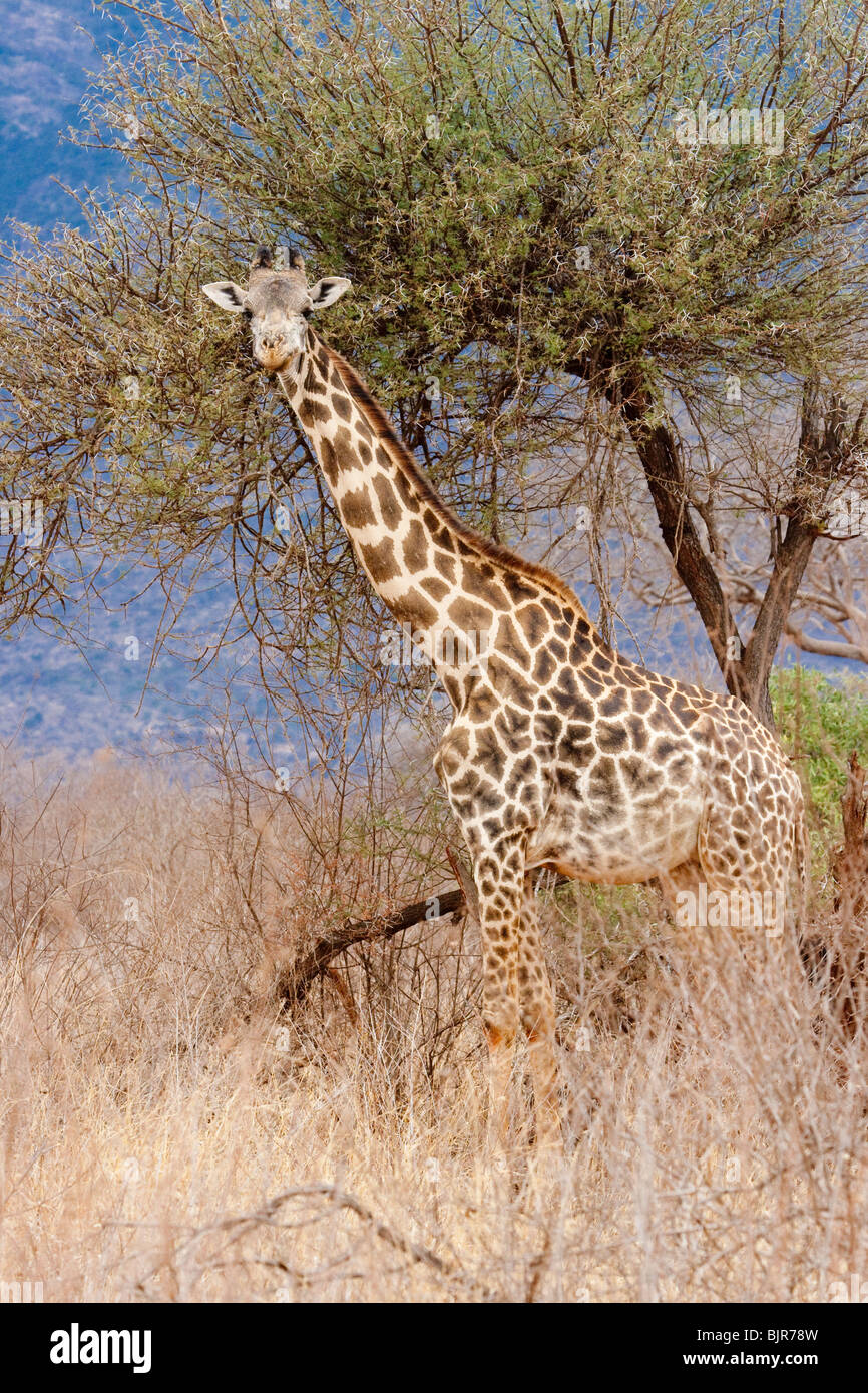 Maasai jirafa (Giraffa camelopardalis), Parque Nacional Tsavo Este, Kenia. Foto de stock