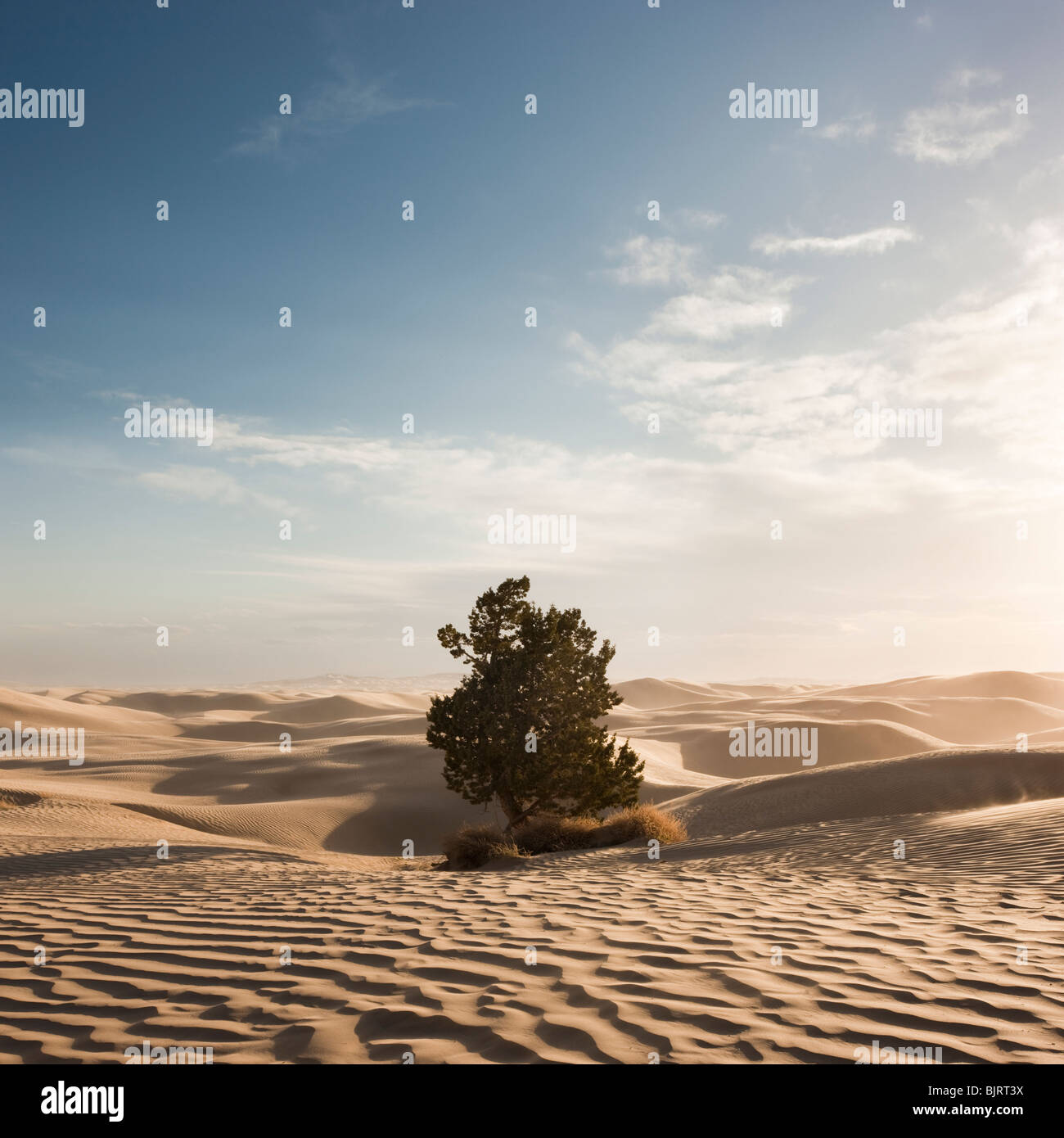 Estados Unidos, Utah, pequeño Sáhara, árbol en el desierto Foto de stock