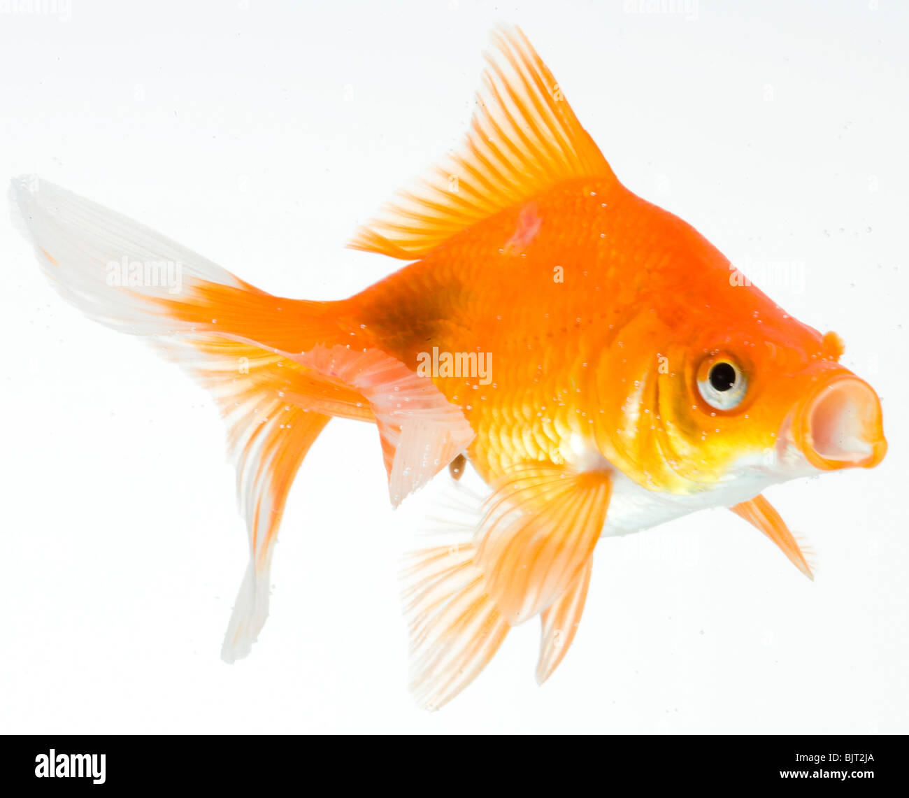 Goldfish sobre fondo blanco. Foto de stock