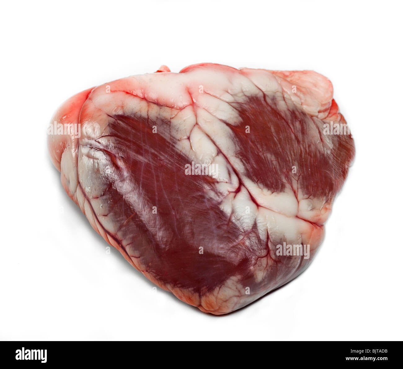 Corazón de corderos. Foto de stock