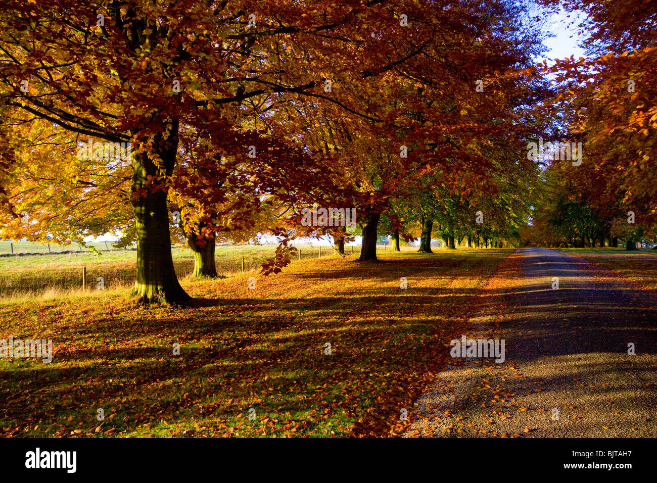 Árboles de otoño hayedos Chequers Buckinghamshire Foto de stock
