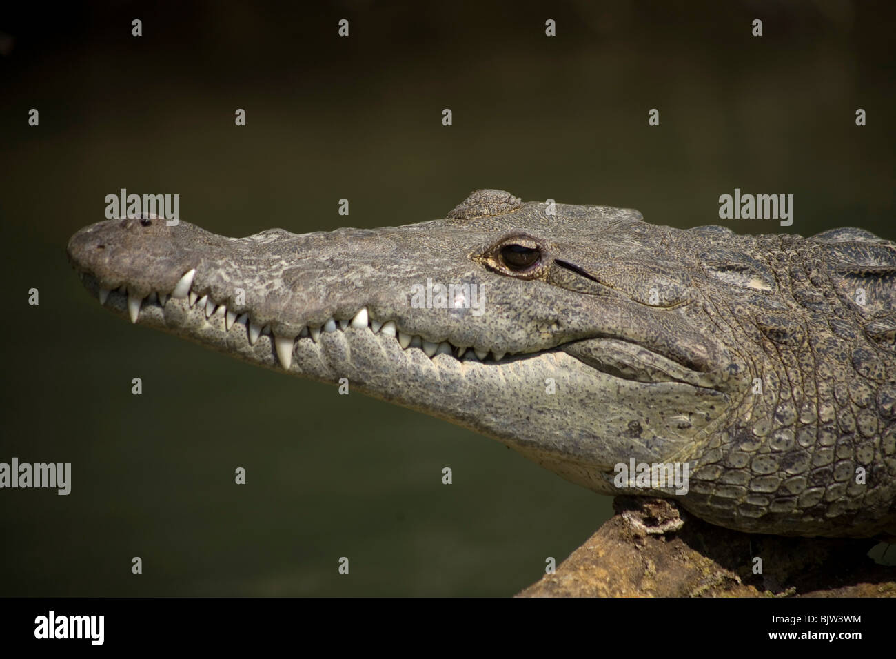 Un cocodrilo americano, en peligro de extinción, se baña en el sol en el  Río Tzendales, Reserva de la Biosfera de Montes Azules Fotografía de stock  - Alamy