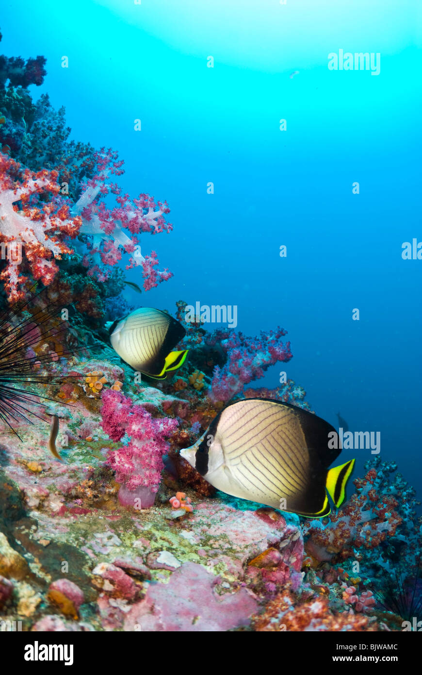 Mariposas de Andaman. Foto de stock