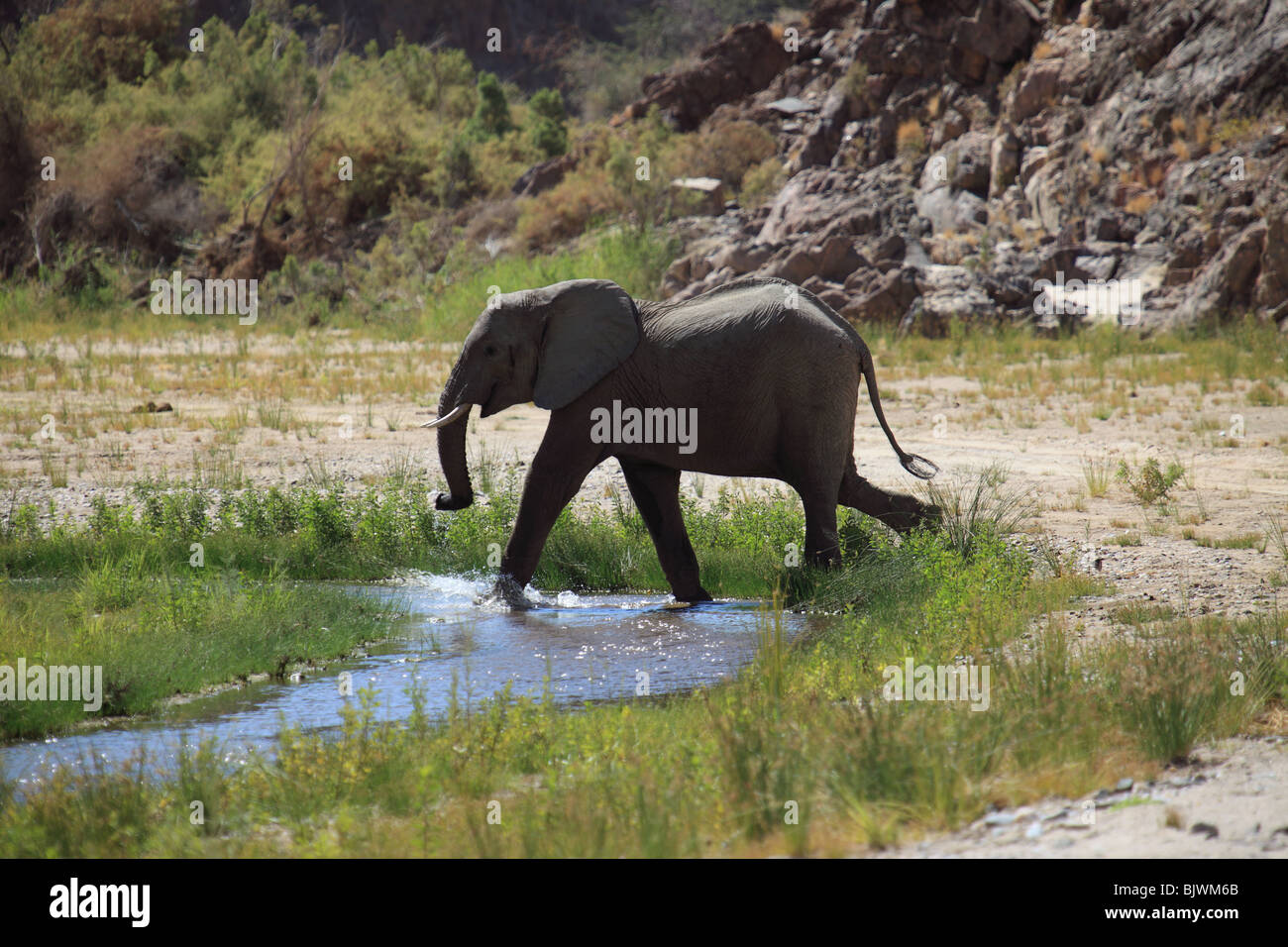 Cruzando el río Hoarusib elefantes en Namibia Foto de stock