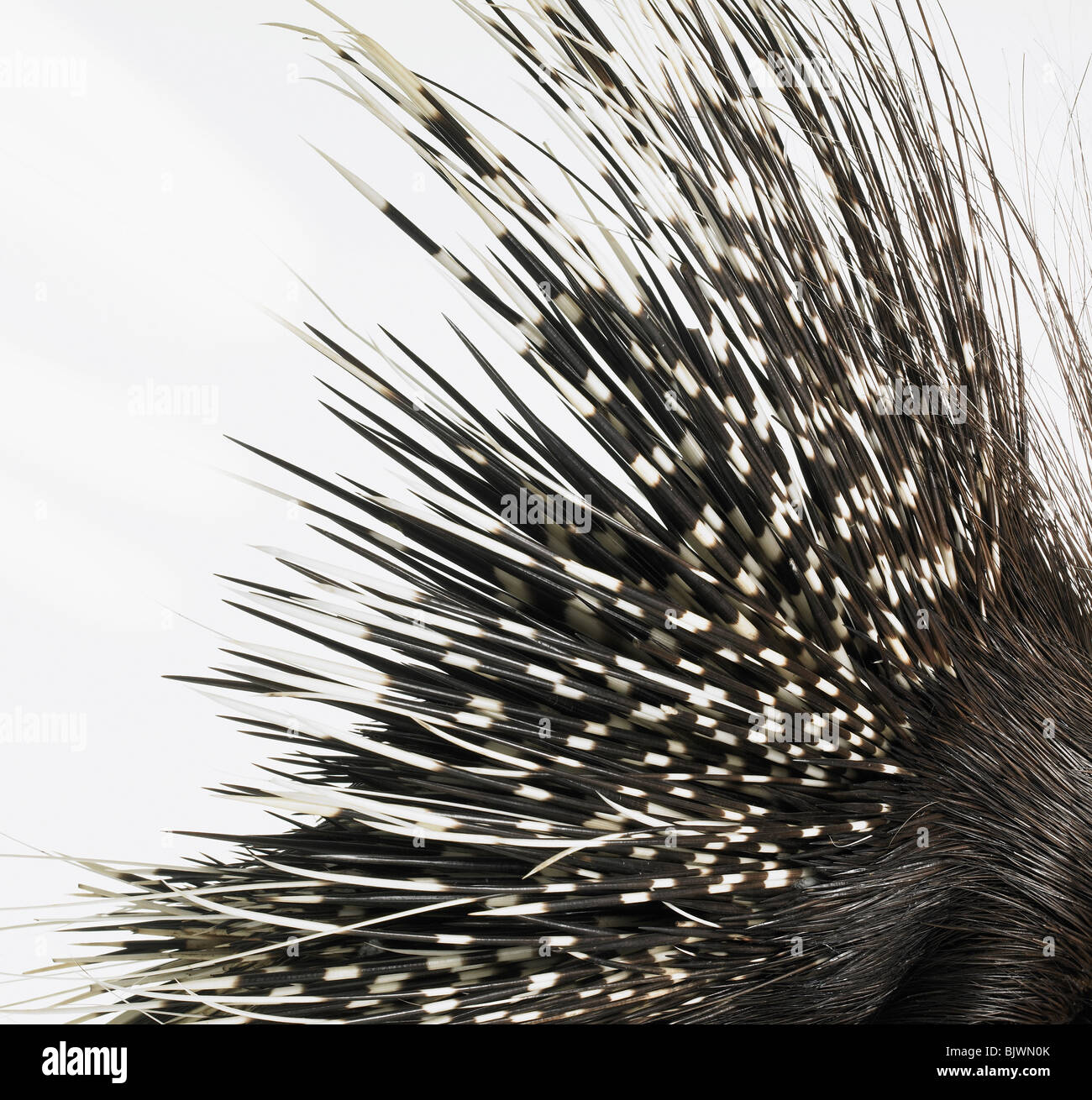 Porcupine quills Foto de stock