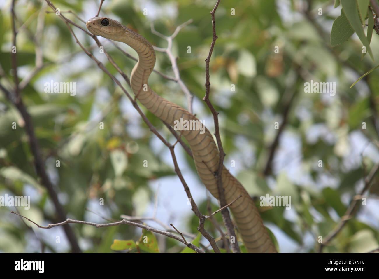 La serpiente repta hasta un árbol en el Parque Nacional Etosha Foto de stock