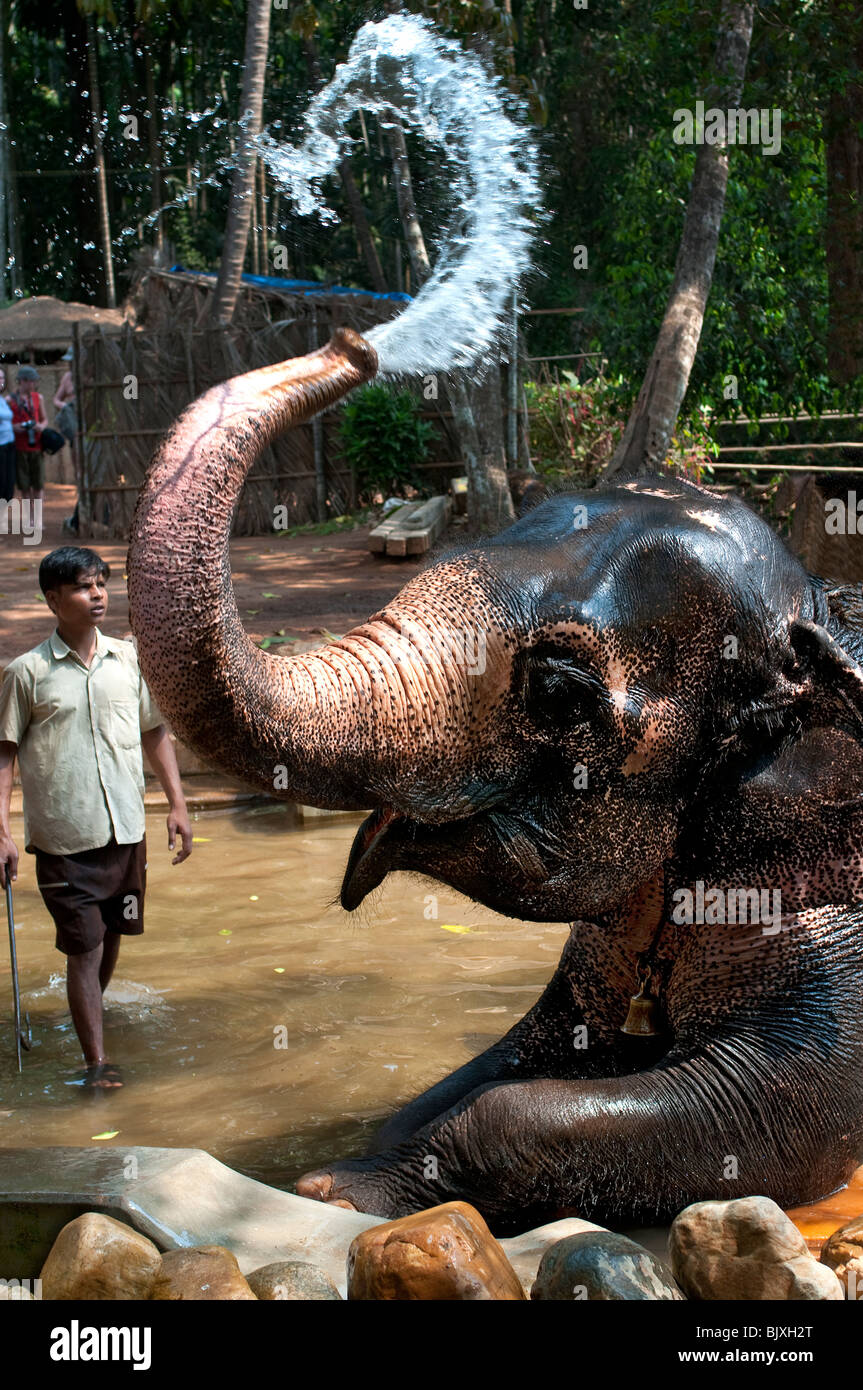 Lavado de elefante con Mahout en plantaciones de especias tropicales, Ponda, Goa, India Foto de stock