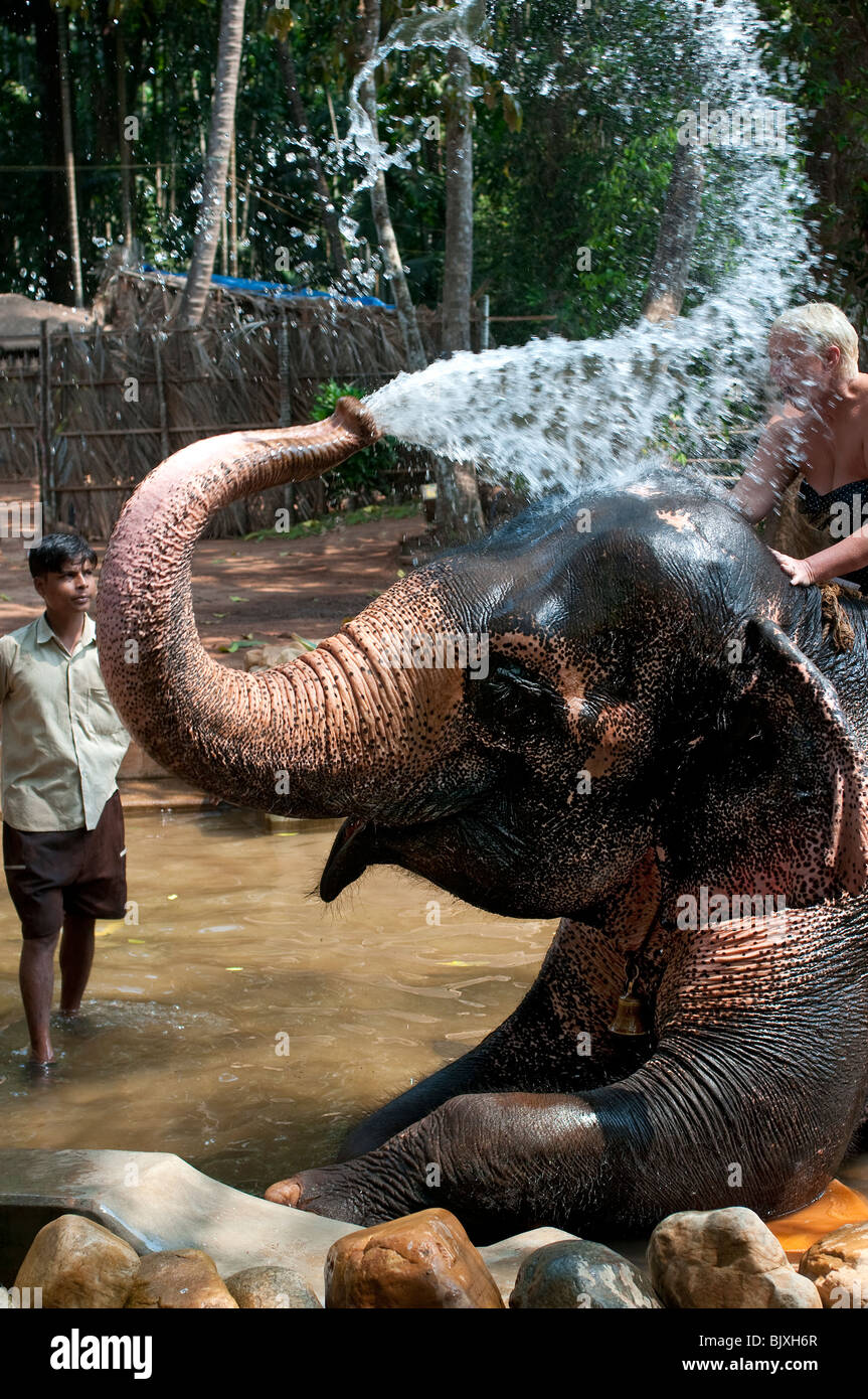 Lavado de elefante con turistas y Mahout en plantaciones de especias tropicales, Ponda, Goa, India Foto de stock