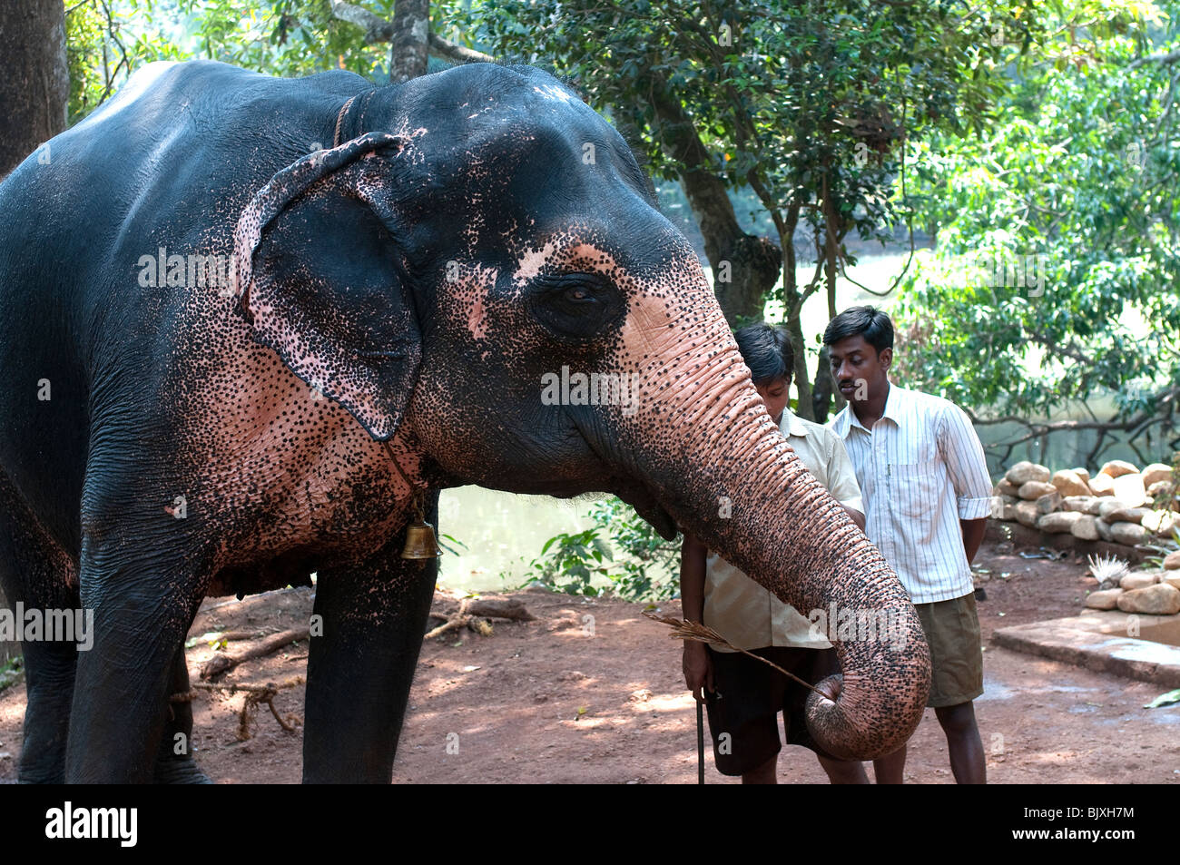 Elefante y cornaca en plantaciones de especias tropicales, Ponda, Goa, India Foto de stock