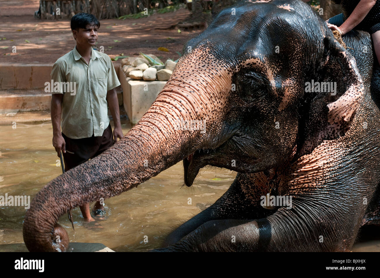 Lavado de elefante y cornaca en plantaciones de especias tropicales, Ponda, Goa, India Foto de stock