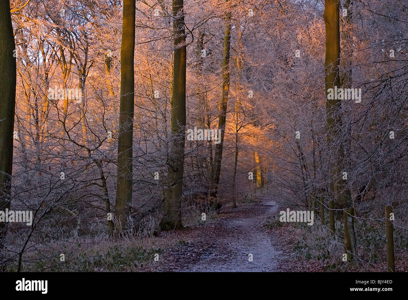 El frío del invierno gélido Chilterns frost caminar camino woods Buckinghamshire Foto de stock