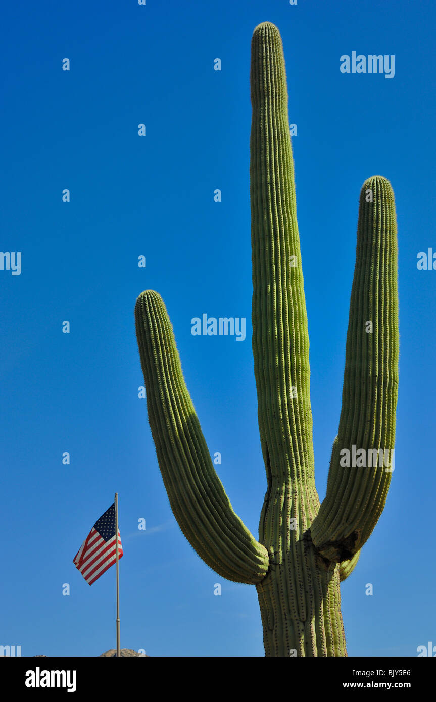 Cacto Saguaro y una bandera americana en el Saguaro National Park West, cerca de Tucson, Arizona, Estados Unidos de América Foto de stock