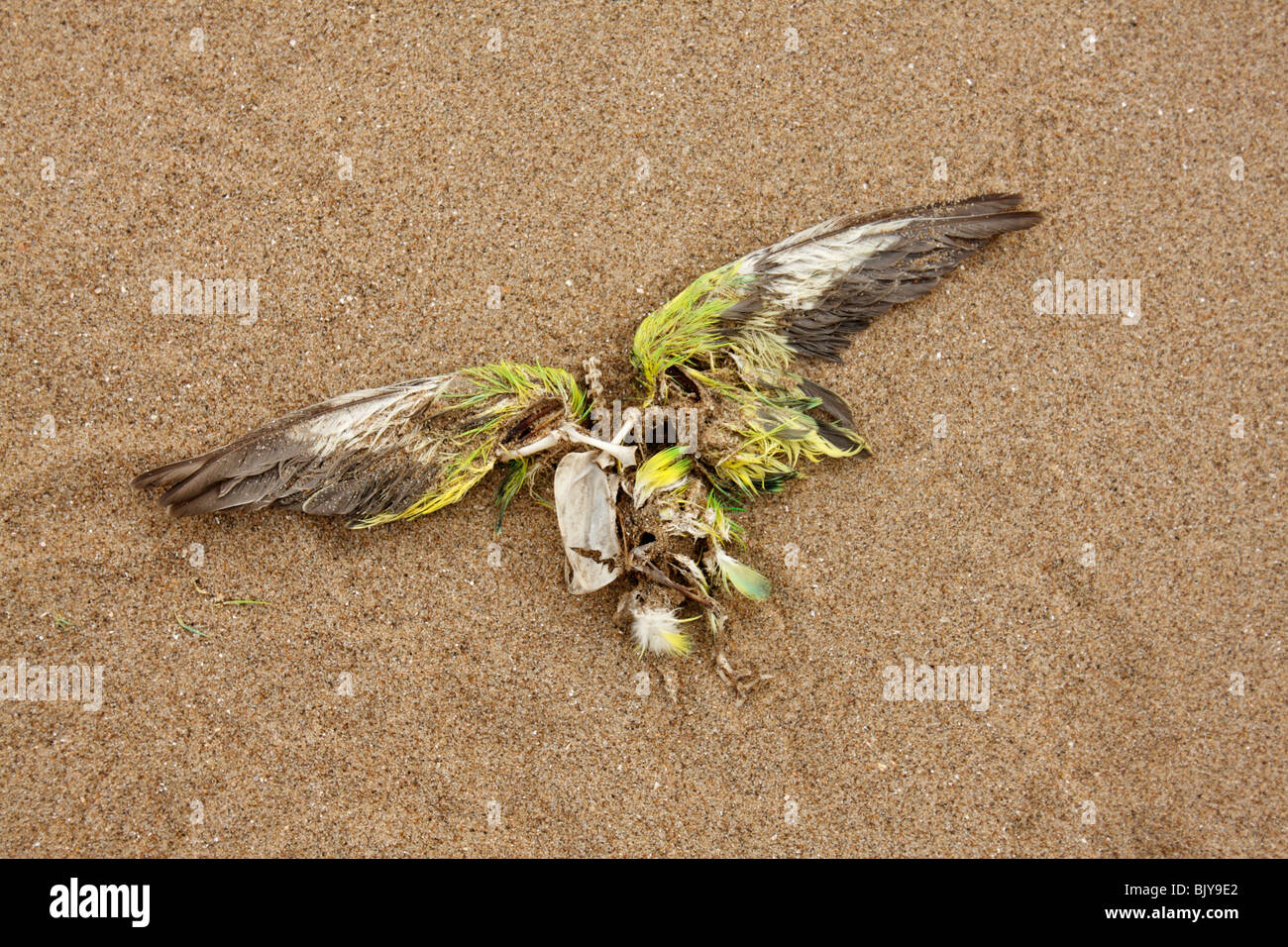 Pájaro muerto en una playa de arena con alas extendidas Foto de stock